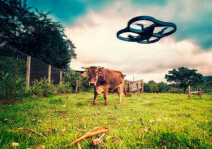 cow_with_drone