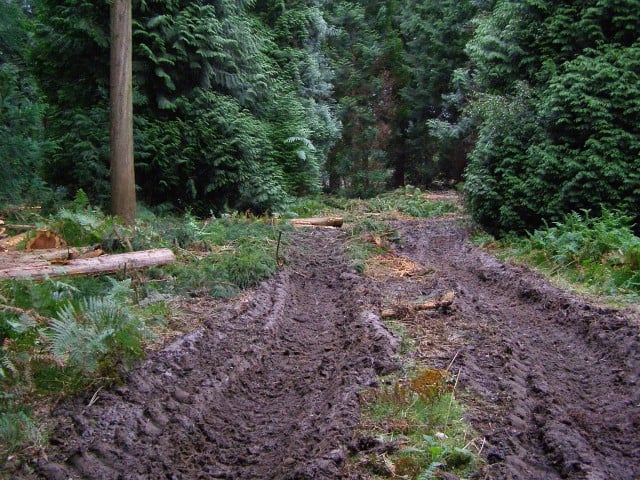 Muddy_Forest_Road