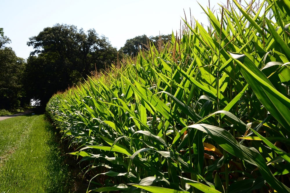 Corn  Illinois 2 Small